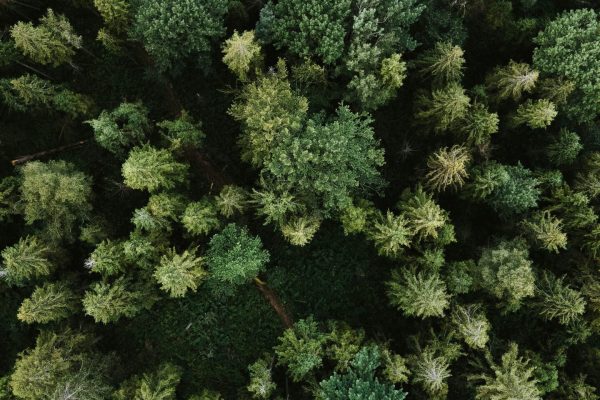 olena-bohovyk-3BlVILvh9hM-unsplash